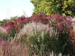 Großer Wasserdost 'Phantom' -Günstiges Garten Zart Geschäft grosser wasserdost phantom m058508 w 1