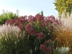 Großer Wasserdost 'Phantom' -Günstiges Garten Zart Geschäft grosser wasserdost phantom m058508 w 2