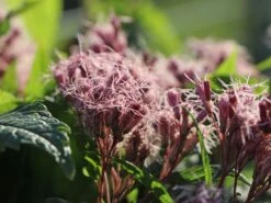 Großer Wasserdost 'Phantom' -Günstiges Garten Zart Geschäft grosser wasserdost phantom m058508 w 3