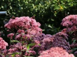 Großer Wasserdost 'Phantom' -Günstiges Garten Zart Geschäft grosser wasserdost phantom m058508 w 4