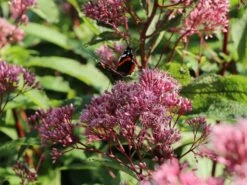 Großer Wasserdost 'Phantom' -Günstiges Garten Zart Geschäft grosser wasserdost phantom m058508 w 7