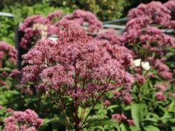 Großer Wasserdost 'Phantom' -Günstiges Garten Zart Geschäft grosser wasserdost phantom m058508 w 8