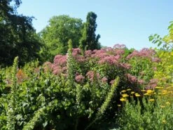 Großer Wasserdost 'Phantom' -Günstiges Garten Zart Geschäft grosser wasserdost phantom m058508 w 9