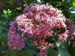 Großer Wasserdost 'Purple Bush' 23 Großer Wasserdost 'Purple Bush' -Günstiges Garten Zart Geschäft grosser wasserdost purple bush m082994 729956 0