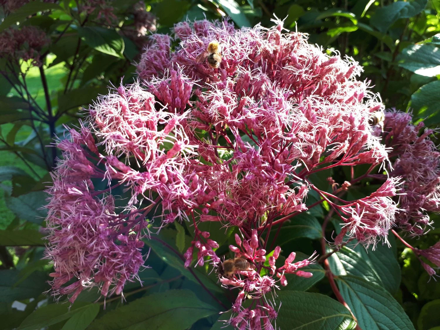 Großer Wasserdost 'Purple Bush' 13 Großer Wasserdost 'Purple Bush' – Bild 11