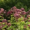 Großer Wasserdost 'Purple Bush' -Günstiges Garten Zart Geschäft grosser wasserdost purple bush m082994 h 0