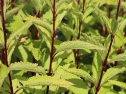 Großer Wasserdost 'Purple Bush' 16 Großer Wasserdost 'Purple Bush' -Günstiges Garten Zart Geschäft grosser wasserdost purple bush m082994 w 2