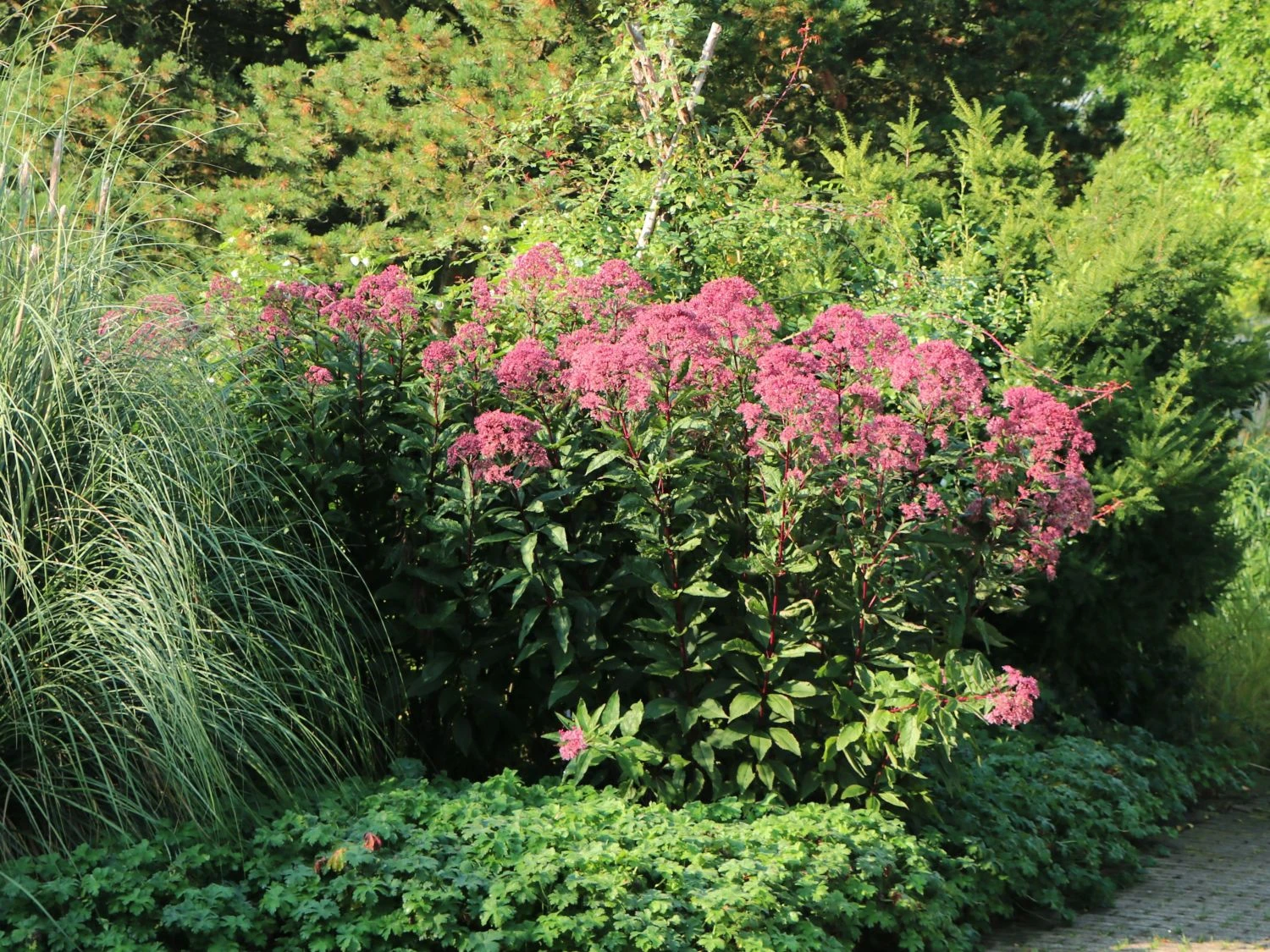 Großer Wasserdost 'Purple Bush' 4 Großer Wasserdost 'Purple Bush' – Bild 2