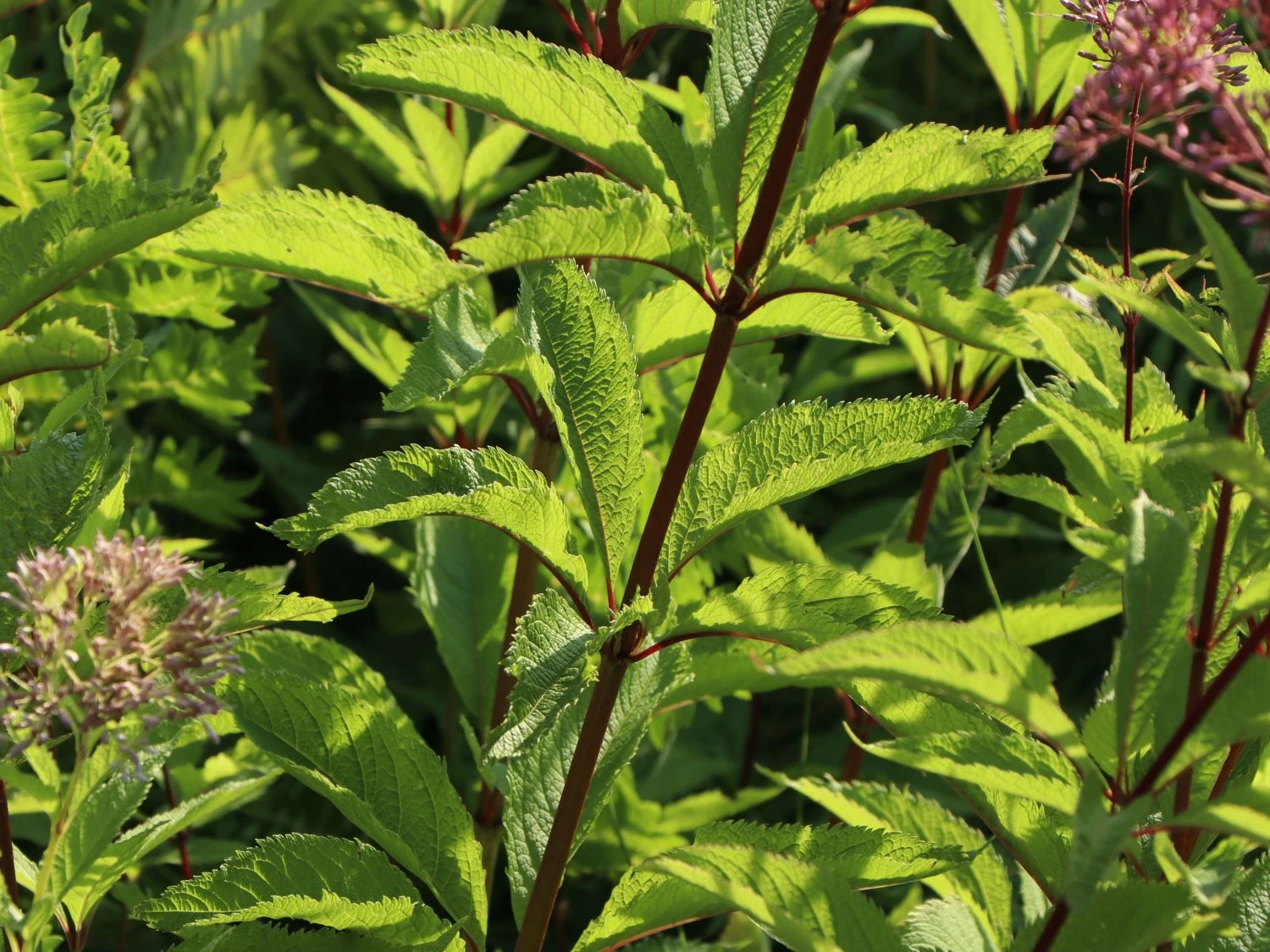 Großer Wasserdost 'Purple Bush' 7 Großer Wasserdost 'Purple Bush' – Bild 5