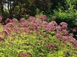 Großer Wasserdost 'Purple Bush' 19 Großer Wasserdost 'Purple Bush' -Günstiges Garten Zart Geschäft grosser wasserdost purple bush m082994 w 8