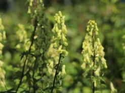 Hahnenfußblättriger Eisenhut -Günstiges Garten Zart Geschäft hahnenfussblaettriger eisenhut m057565 w 0