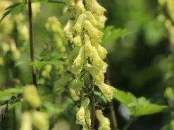 Hahnenfußblättriger Eisenhut -Günstiges Garten Zart Geschäft hahnenfussblaettriger eisenhut m057565 w 1