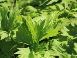 Hahnenfußblättriger Eisenhut -Günstiges Garten Zart Geschäft hahnenfussblaettriger eisenhut m057565 w 2