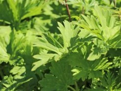 Hahnenfußblättriger Eisenhut -Günstiges Garten Zart Geschäft hahnenfussblaettriger eisenhut m057565 w 4