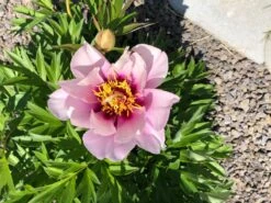 Halbstrauchige Pfingstrose 'Cora Louise' 17 Halbstrauchige Pfingstrose 'Cora Louise' -Günstiges Garten Zart Geschäft halbstrauchige pfingstrose cora louise m071343 1003631 0