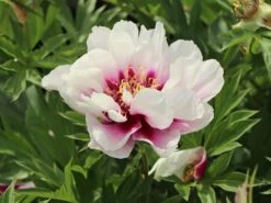 Halbstrauchige Pfingstrose 'Cora Louise' 14 Halbstrauchige Pfingstrose 'Cora Louise' -Günstiges Garten Zart Geschäft halbstrauchige pfingstrose cora louise m071343 w 0