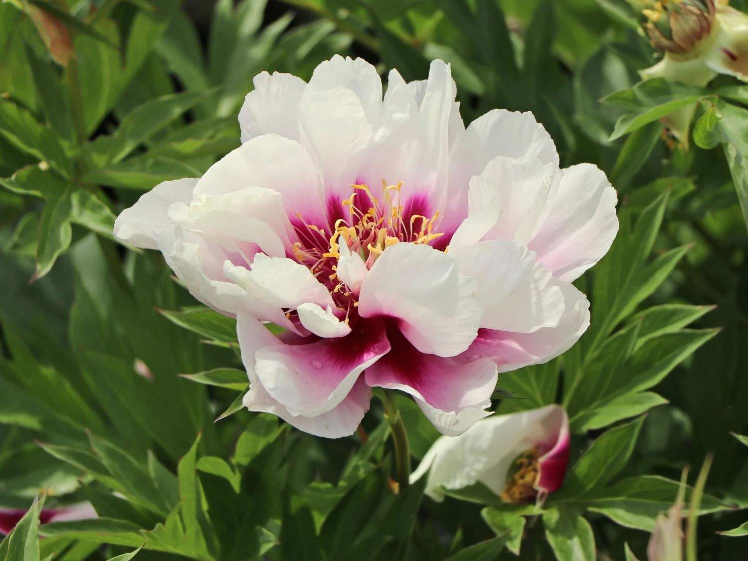 Halbstrauchige Pfingstrose 'Cora Louise' 7 Halbstrauchige Pfingstrose 'Cora Louise' – Bild 5