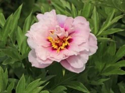 Halbstrauchige Pfingstrose 'Cora Louise' 15 Halbstrauchige Pfingstrose 'Cora Louise' -Günstiges Garten Zart Geschäft halbstrauchige pfingstrose cora louise m071343 w 1