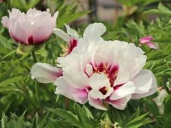 Halbstrauchige Pfingstrose 'Cora Louise' 12 Halbstrauchige Pfingstrose 'Cora Louise' -Günstiges Garten Zart Geschäft halbstrauchige pfingstrose cora louise m071343 w 2