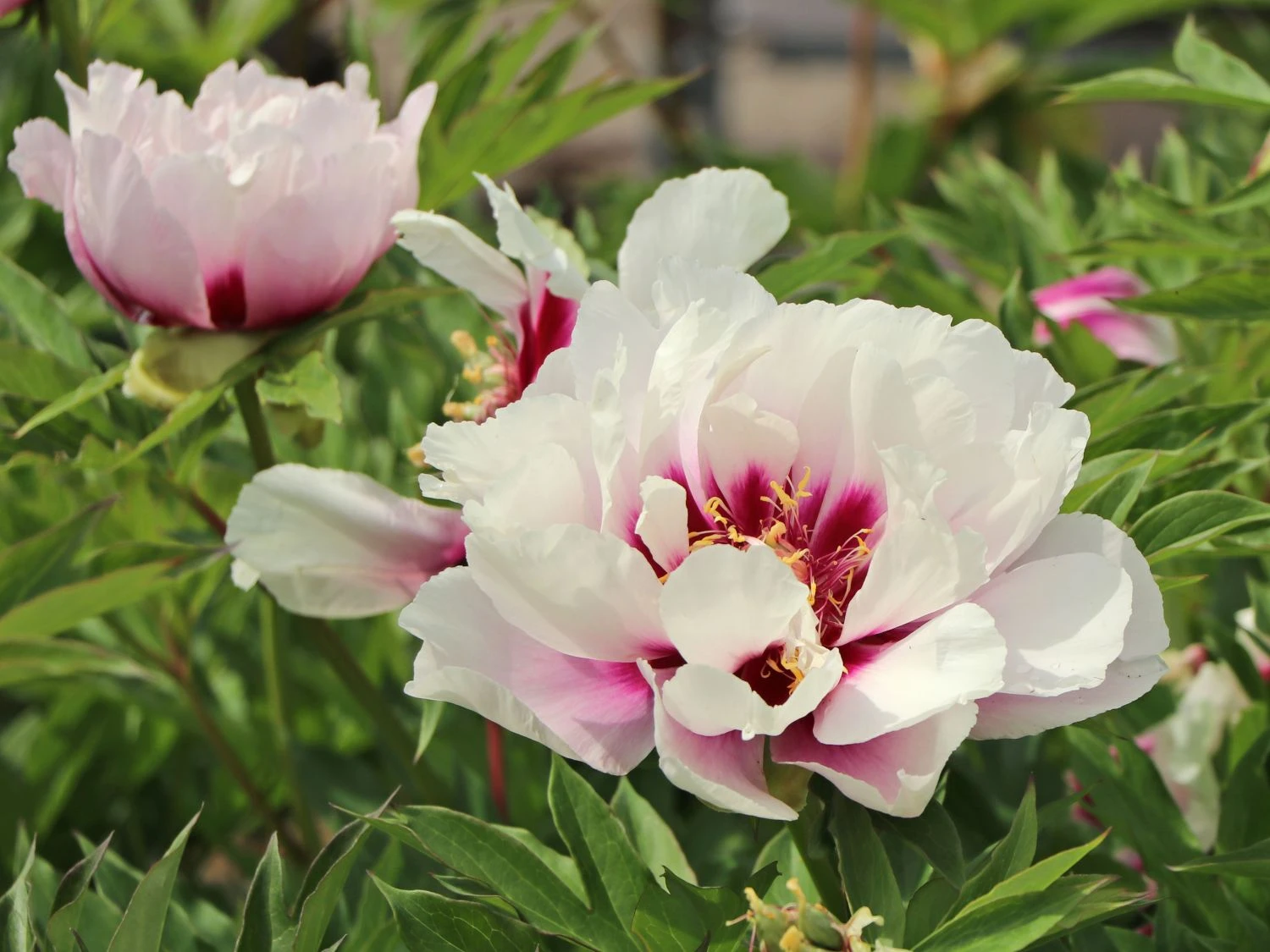 Halbstrauchige Pfingstrose 'Cora Louise' 5 Halbstrauchige Pfingstrose 'Cora Louise' – Bild 3