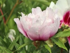 Halbstrauchige Pfingstrose 'Cora Louise' 13 Halbstrauchige Pfingstrose 'Cora Louise' -Günstiges Garten Zart Geschäft halbstrauchige pfingstrose cora louise m071343 w 3