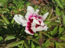 Halbstrauchige Pfingstrose 'Cora Louise' 16 Halbstrauchige Pfingstrose 'Cora Louise' -Günstiges Garten Zart Geschäft halbstrauchige pfingstrose cora louise m071343 w 4