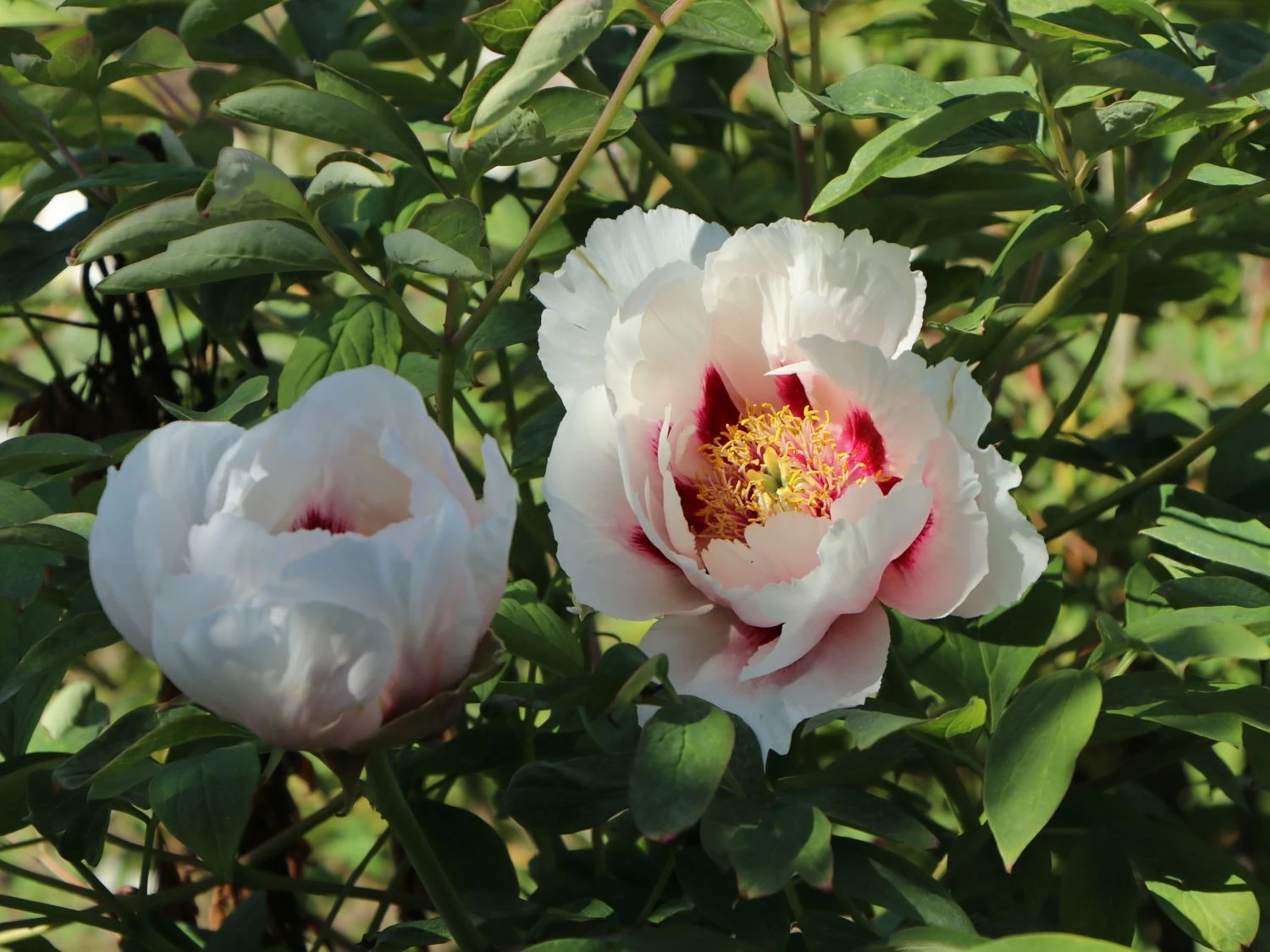 Halbstrauchige Pfingstrose 'Cora Louise' 4 Halbstrauchige Pfingstrose 'Cora Louise' – Bild 2