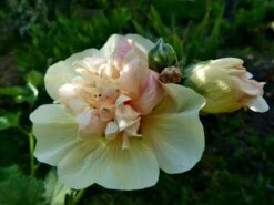 Halbstrauchige Stockrose 'Parkallee' 23 Halbstrauchige Stockrose 'Parkallee' -Günstiges Garten Zart Geschäft halbstrauchige stockrose parkallee m057608 250077 0