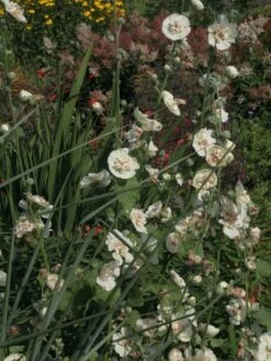 Halbstrauchige Stockrose 'Parkallee' 18 Halbstrauchige Stockrose 'Parkallee' -Günstiges Garten Zart Geschäft halbstrauchige stockrose parkallee m057608 w 0