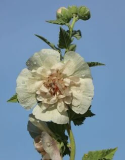 Halbstrauchige Stockrose 'Parkallee' 22 Halbstrauchige Stockrose 'Parkallee' -Günstiges Garten Zart Geschäft halbstrauchige stockrose parkallee m057608 w 1