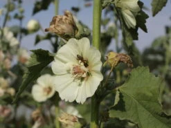 Halbstrauchige Stockrose 'Parkallee' 19 Halbstrauchige Stockrose 'Parkallee' -Günstiges Garten Zart Geschäft halbstrauchige stockrose parkallee m057608 w 2