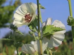 Halbstrauchige Stockrose 'Parkallee' 20 Halbstrauchige Stockrose 'Parkallee' -Günstiges Garten Zart Geschäft halbstrauchige stockrose parkallee m057608 w 3