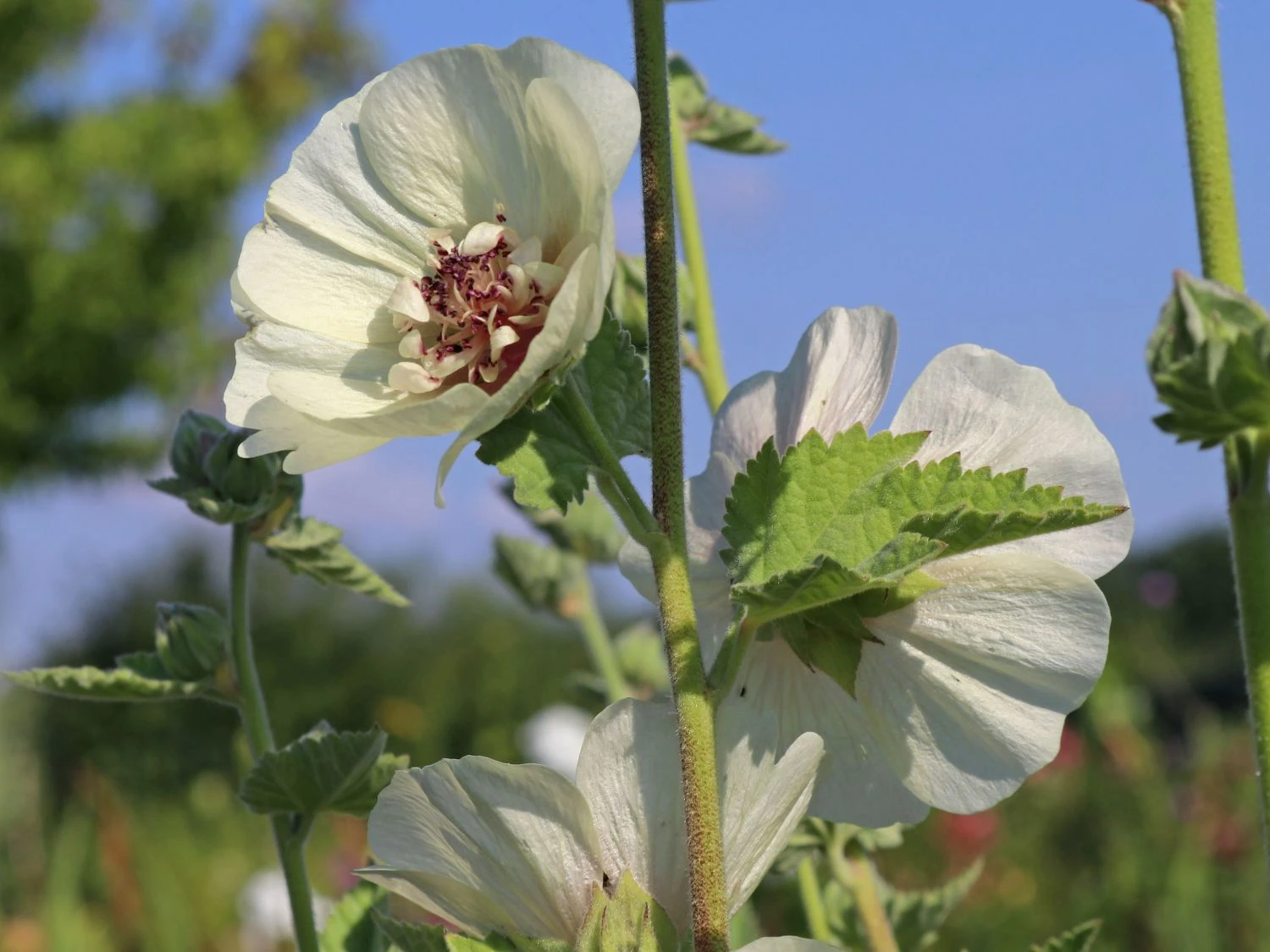 Halbstrauchige Stockrose 'Parkallee' 10 Halbstrauchige Stockrose 'Parkallee' – Bild 8