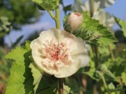 Halbstrauchige Stockrose 'Parkallee' 21 Halbstrauchige Stockrose 'Parkallee' -Günstiges Garten Zart Geschäft halbstrauchige stockrose parkallee m057608 w 4