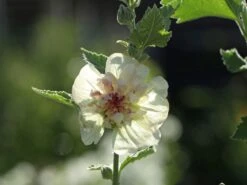 Halbstrauchige Stockrose 'Parkallee' 15 Halbstrauchige Stockrose 'Parkallee' -Günstiges Garten Zart Geschäft halbstrauchige stockrose parkallee m057608 w 5