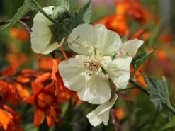 Halbstrauchige Stockrose 'Parkallee' 17 Halbstrauchige Stockrose 'Parkallee' -Günstiges Garten Zart Geschäft halbstrauchige stockrose parkallee m057608 w 6