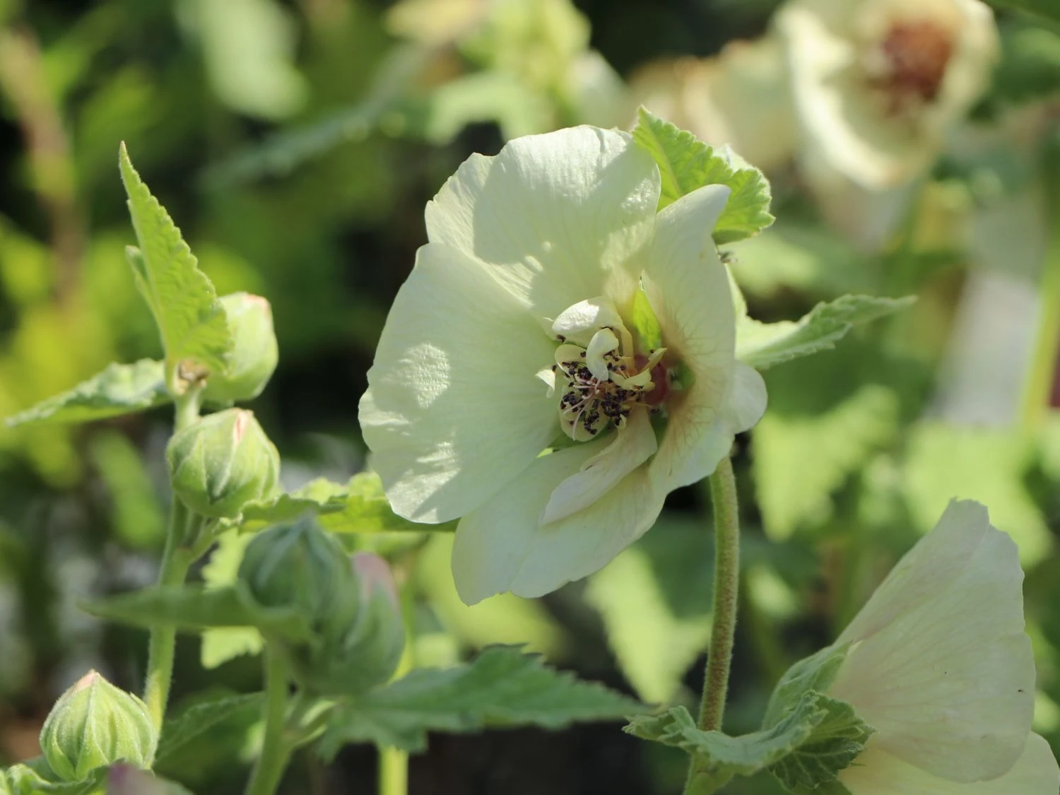 Halbstrauchige Stockrose 'Parkallee' 6 Halbstrauchige Stockrose 'Parkallee' – Bild 4