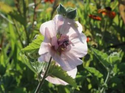 Halbstrauchige Stockrose 'Parkfrieden' 10 Halbstrauchige Stockrose 'Parkfrieden' -Günstiges Garten Zart Geschäft halbstrauchige stockrose parkfrieden m076708 w 0
