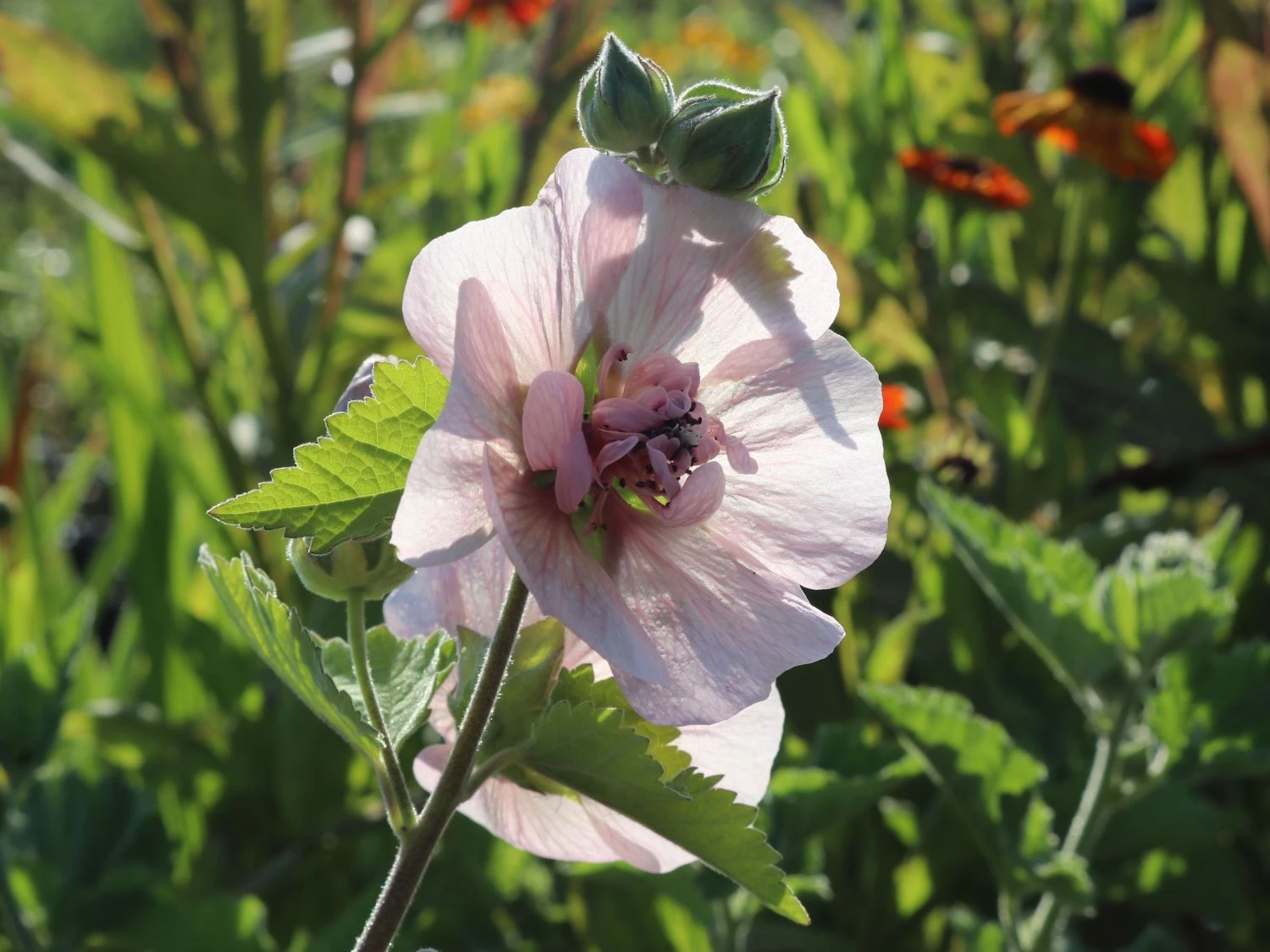 Halbstrauchige Stockrose 'Parkfrieden' 6 Halbstrauchige Stockrose 'Parkfrieden' – Bild 4