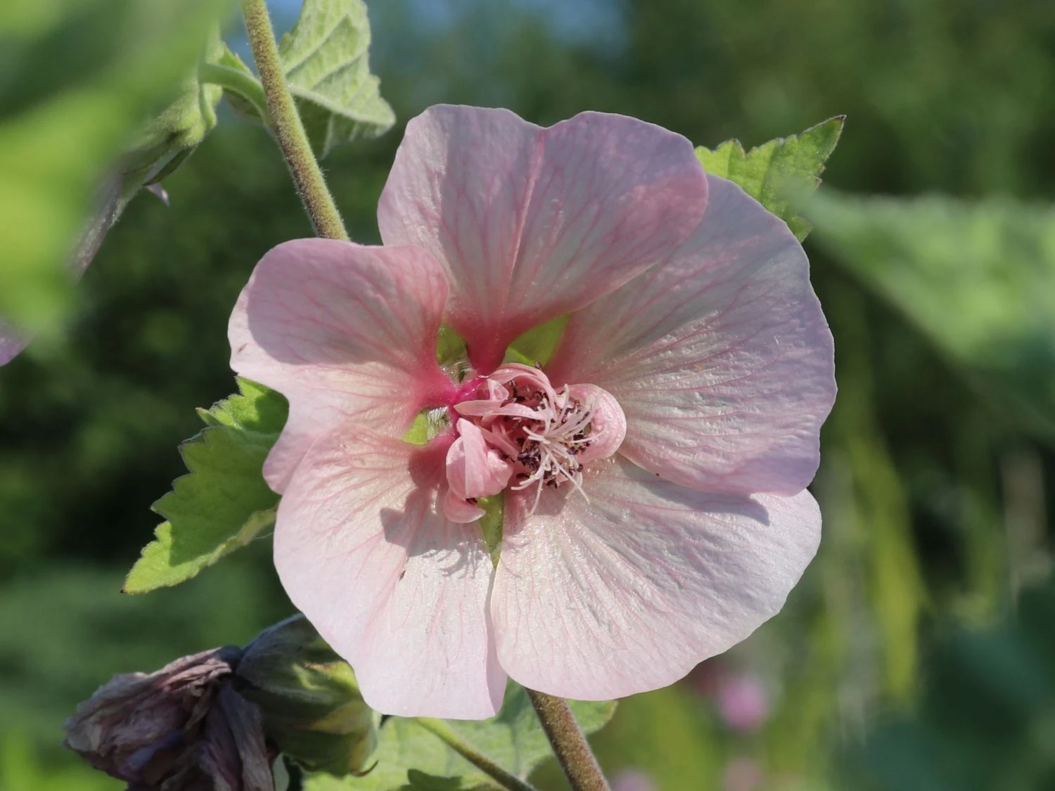 Halbstrauchige Stockrose 'Parkfrieden' 4 Halbstrauchige Stockrose 'Parkfrieden' – Bild 2