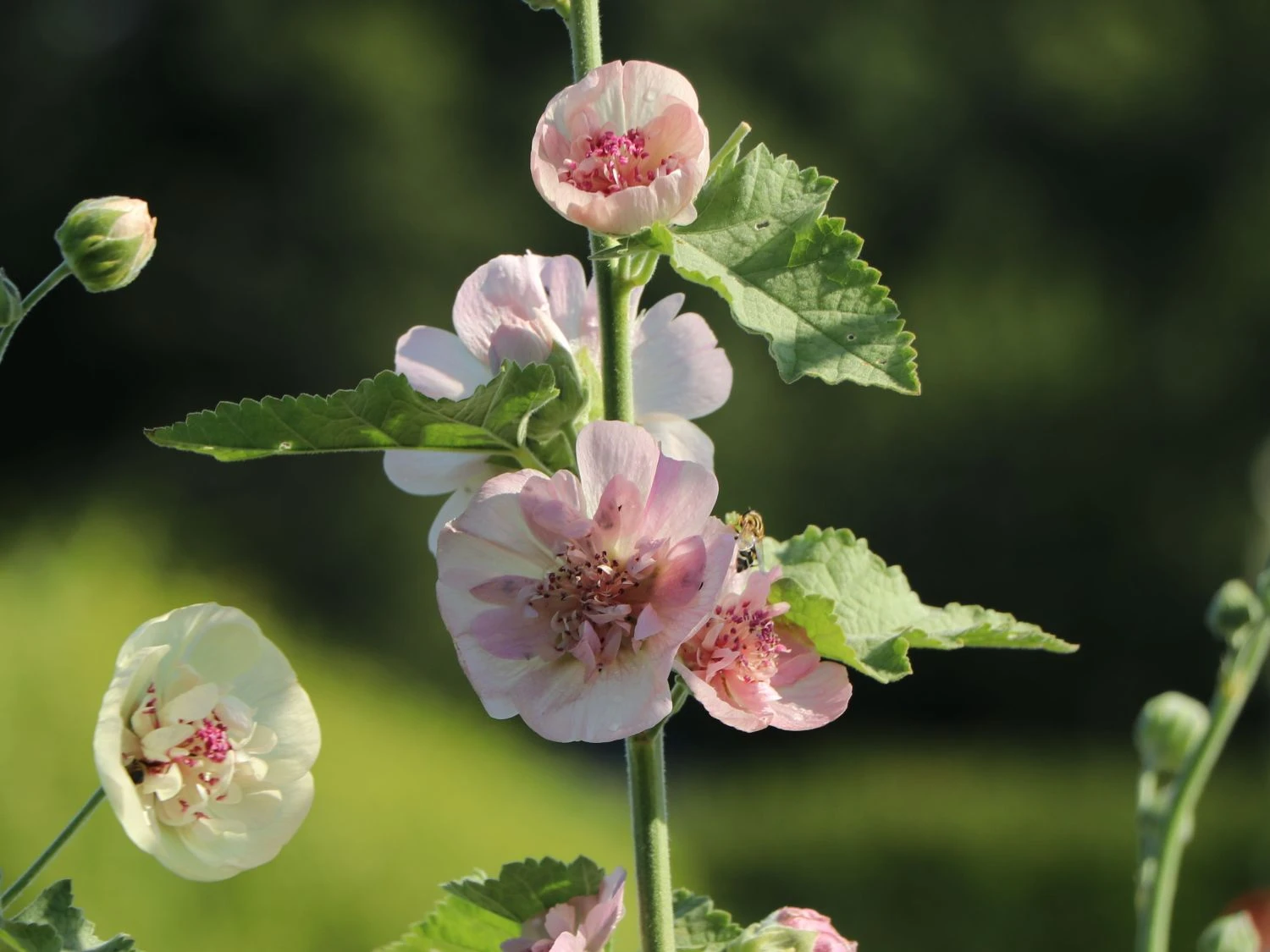 Halbstrauchige Stockrose 'Parkfrieden' 7 Halbstrauchige Stockrose 'Parkfrieden' – Bild 5