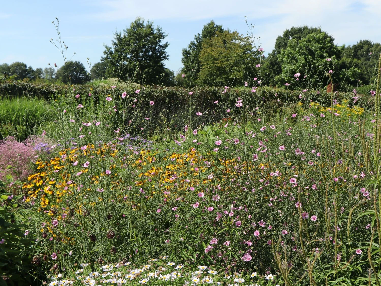 Hanfblättriger Eibisch 10 Hanfblättriger Eibisch – Bild 8