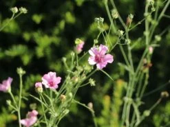 Hanfblättriger Eibisch 13 Hanfblättriger Eibisch -Günstiges Garten Zart Geschäft hanfblaettriger eibisch m078053 w 1