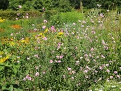 Hanfblättriger Eibisch 15 Hanfblättriger Eibisch -Günstiges Garten Zart Geschäft hanfblaettriger eibisch m078053 w 2