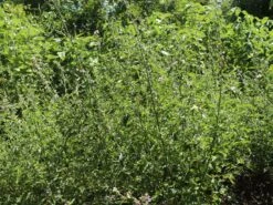 Hanfblättriger Eibisch 19 Hanfblättriger Eibisch -Günstiges Garten Zart Geschäft hanfblaettriger eibisch m078053 w 3