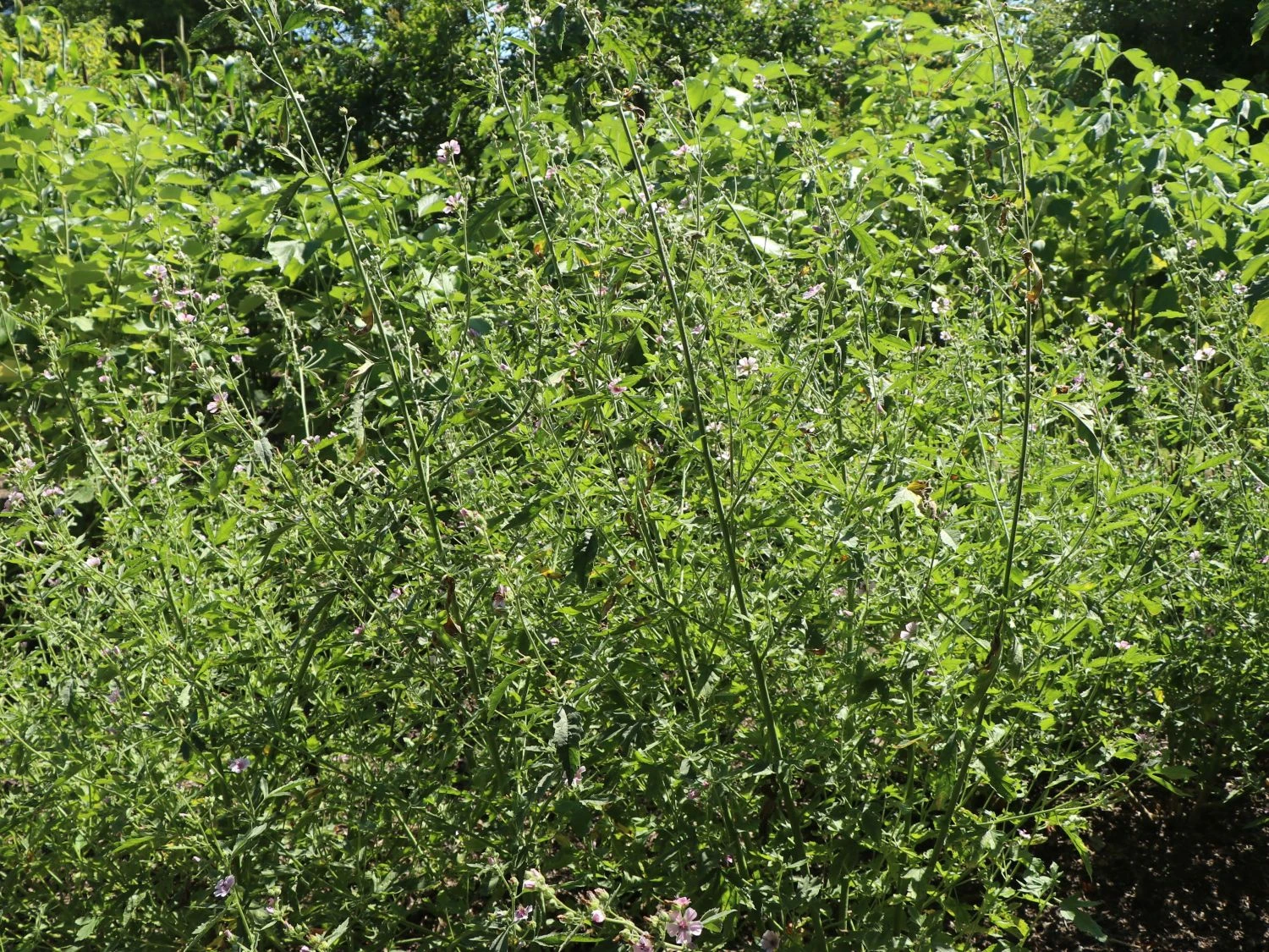 Hanfblättriger Eibisch 11 Hanfblättriger Eibisch – Bild 9