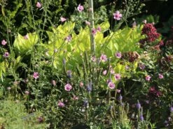 Hanfblättriger Eibisch 14 Hanfblättriger Eibisch -Günstiges Garten Zart Geschäft hanfblaettriger eibisch m078053 w 4