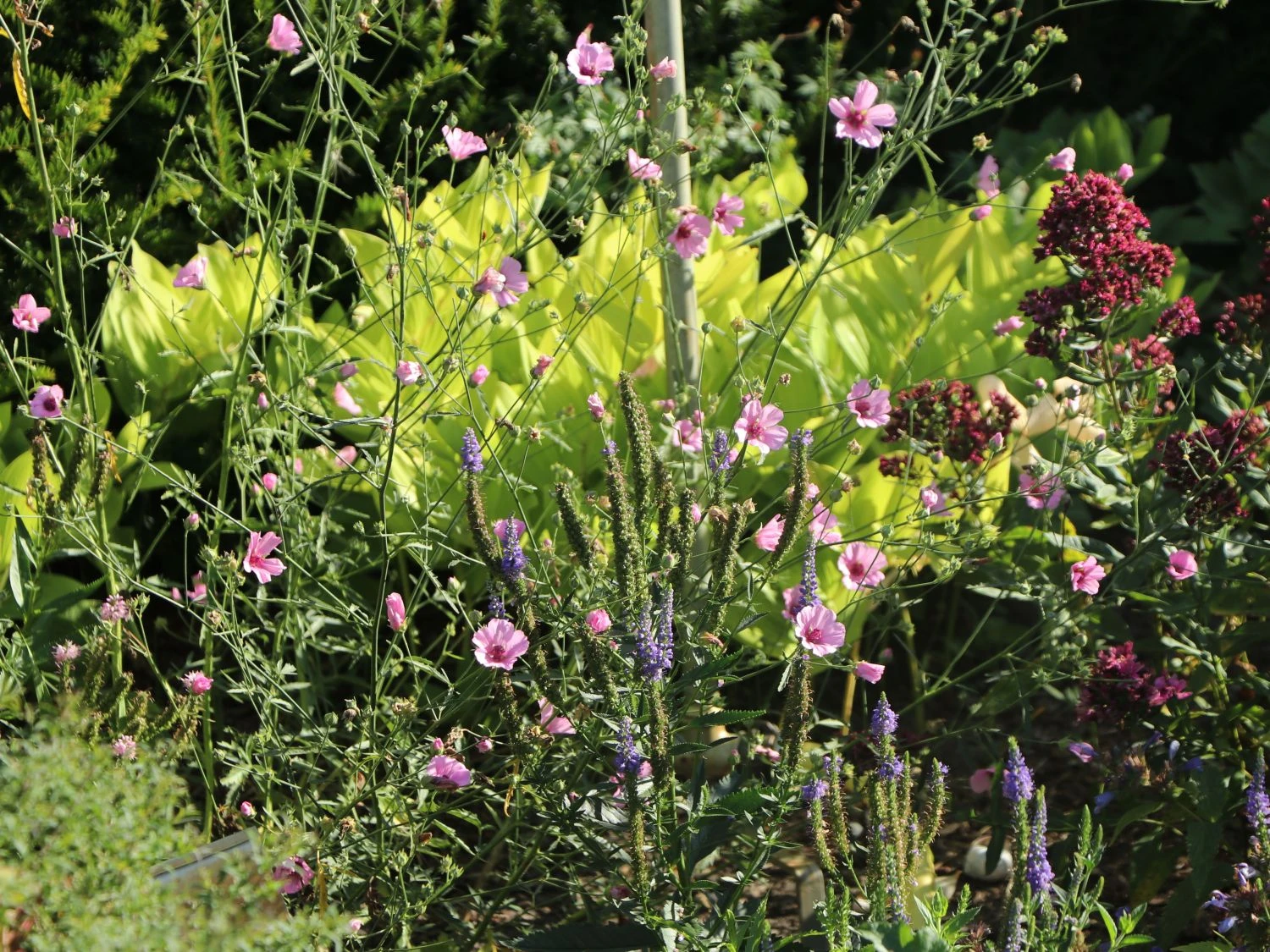 Hanfblättriger Eibisch 6 Hanfblättriger Eibisch – Bild 4