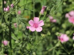 Hanfblättriger Eibisch 16 Hanfblättriger Eibisch -Günstiges Garten Zart Geschäft hanfblaettriger eibisch m078053 w 5