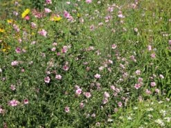 Hanfblättriger Eibisch 17 Hanfblättriger Eibisch -Günstiges Garten Zart Geschäft hanfblaettriger eibisch m078053 w 6